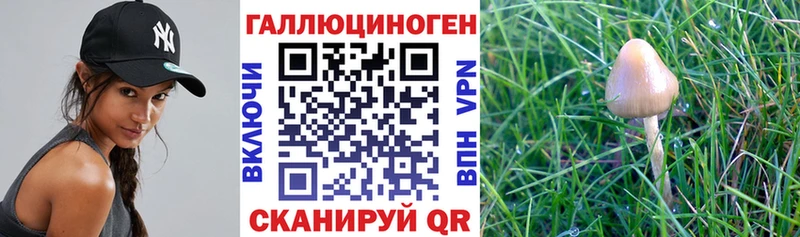 цена   Ветлуга  Галлюциногенные грибы мицелий 